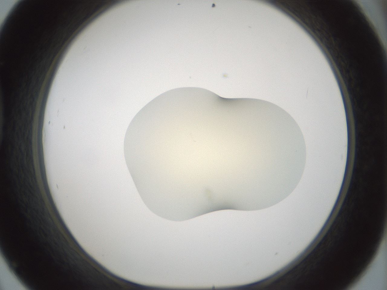 folderID537_plateID1537_batchID6250_wellNum45_profileID1_d1_r99670_ef.jpg