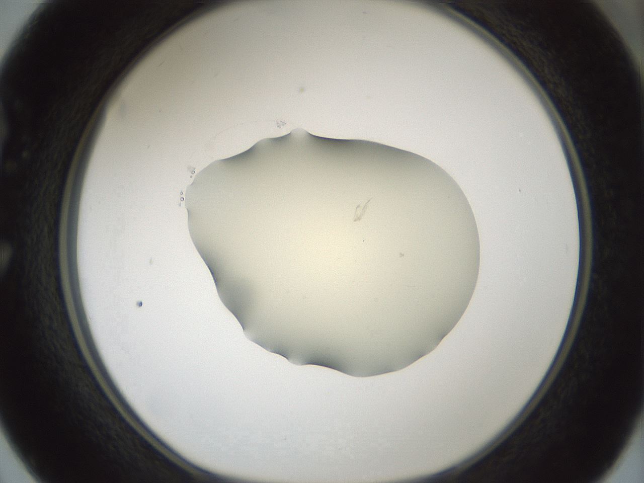 folderID537_plateID1537_batchID6250_wellNum50_profileID1_d1_r99675_ef.jpg