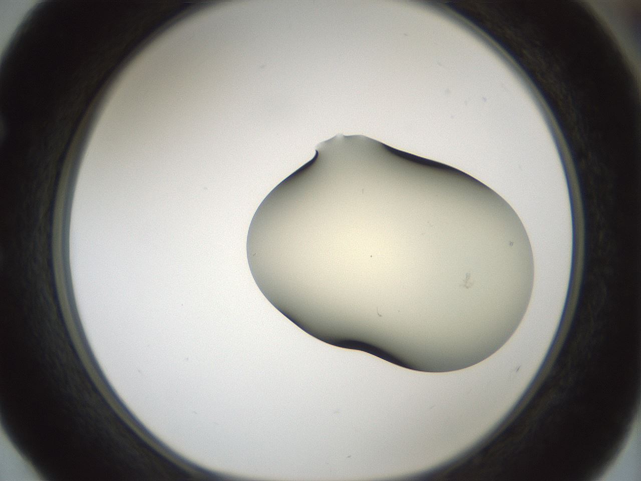 folderID537_plateID1537_batchID6250_wellNum52_profileID1_d1_r99677_ef.jpg