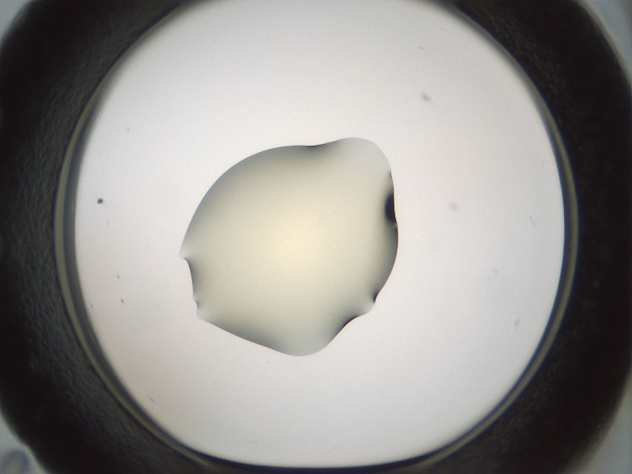 folderID537_plateID1537_batchID6250_wellNum59_profileID1_d1_r99684_ef.jpg