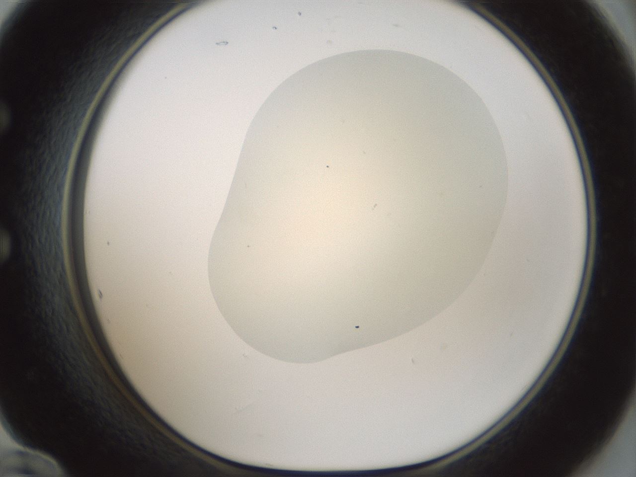 folderID537_plateID1537_batchID6250_wellNum60_profileID1_d1_r99685_ef.jpg