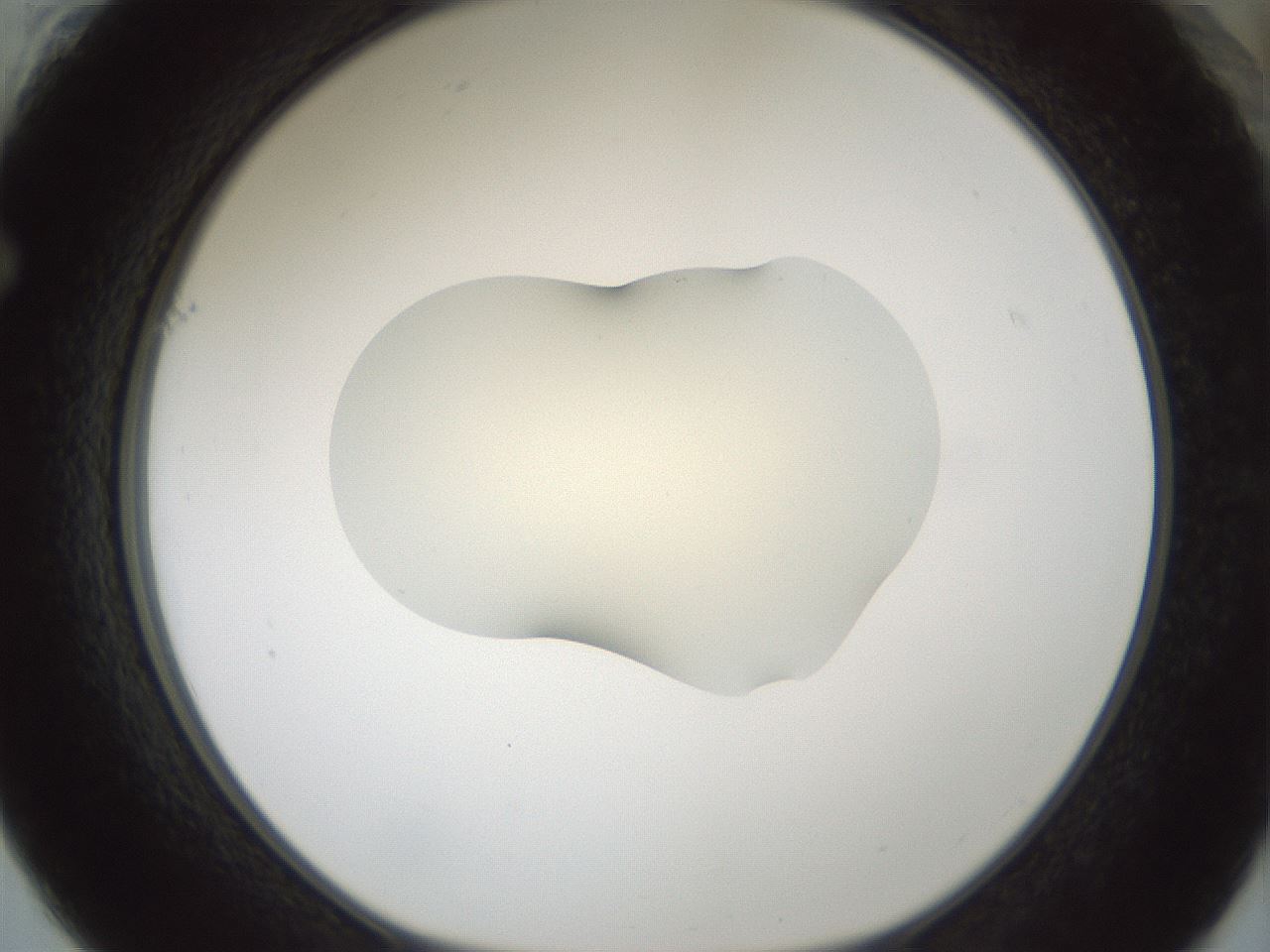 folderID537_plateID1537_batchID6250_wellNum61_profileID1_d1_r99686_ef.jpg
