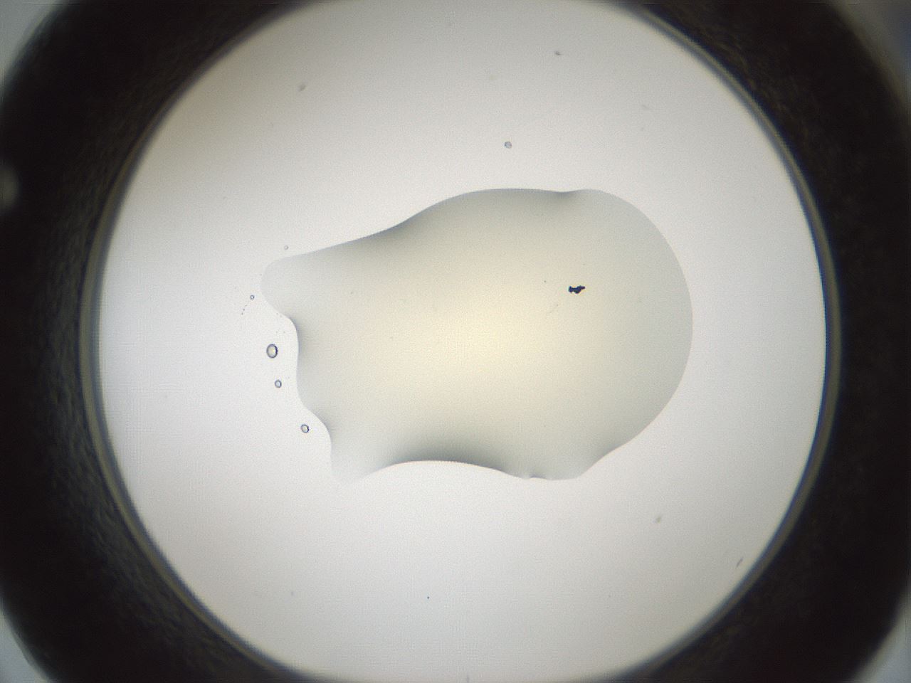 folderID537_plateID1537_batchID6250_wellNum62_profileID1_d1_r99687_ef.jpg