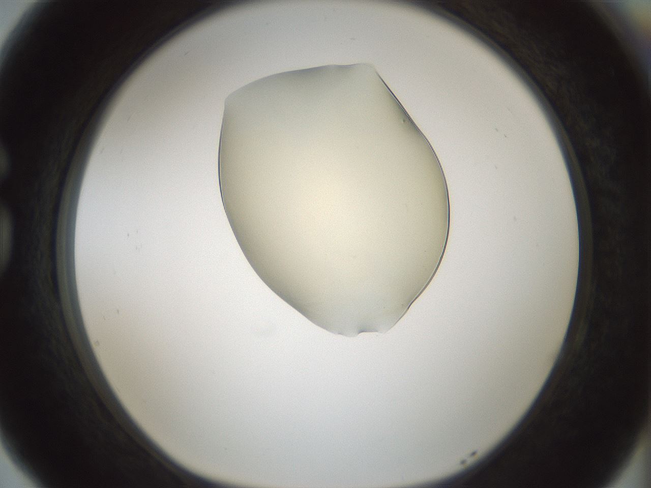 folderID537_plateID1537_batchID6250_wellNum77_profileID1_d1_r99702_ef.jpg
