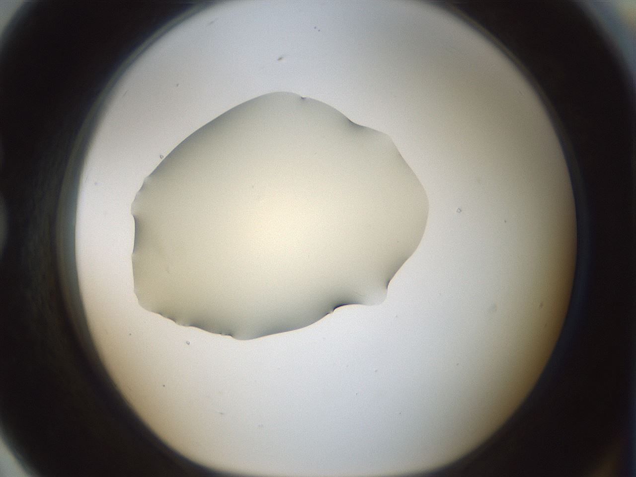 folderID537_plateID1537_batchID6250_wellNum79_profileID1_d1_r99704_ef.jpg