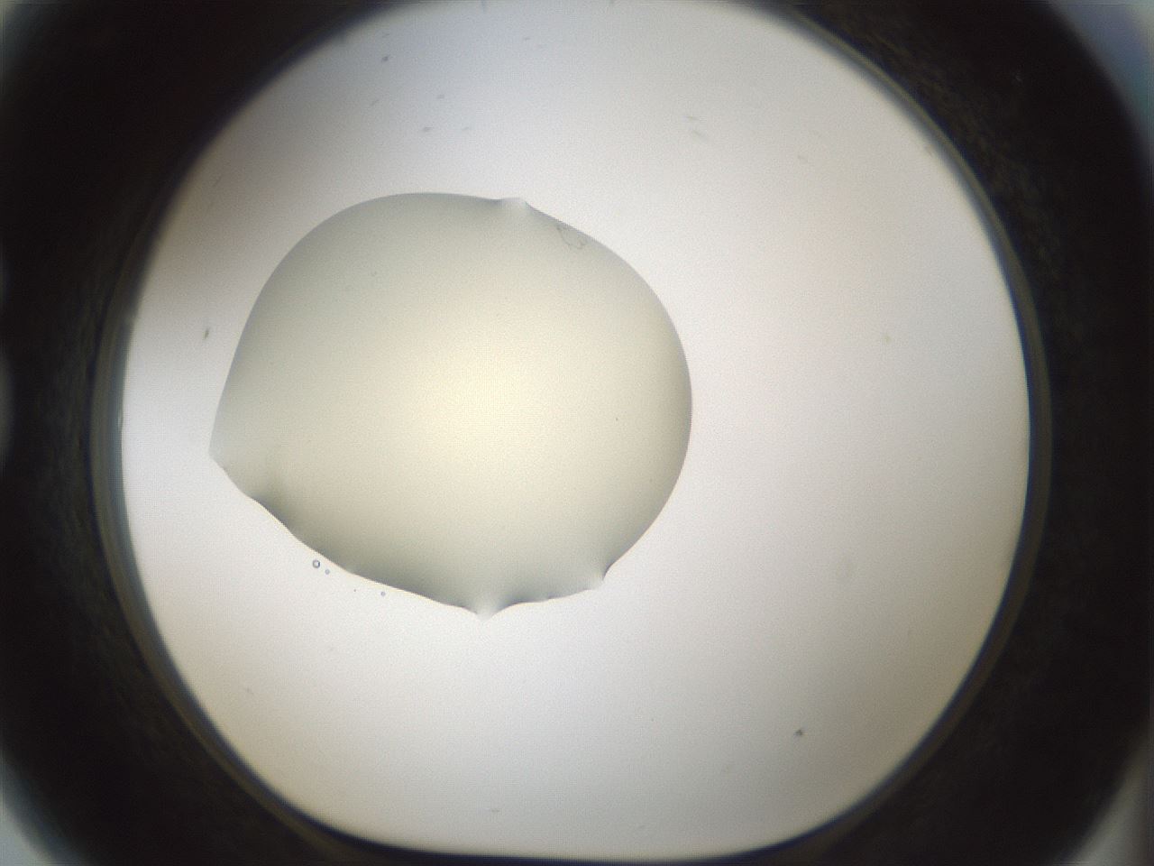 folderID537_plateID1537_batchID6250_wellNum81_profileID1_d1_r99706_ef.jpg
