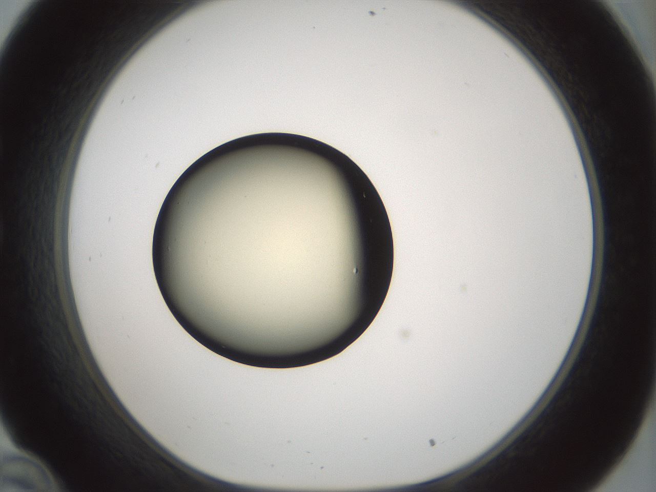folderID537_plateID1537_batchID6250_wellNum34_profileID1_d1_r99659_ef.jpg