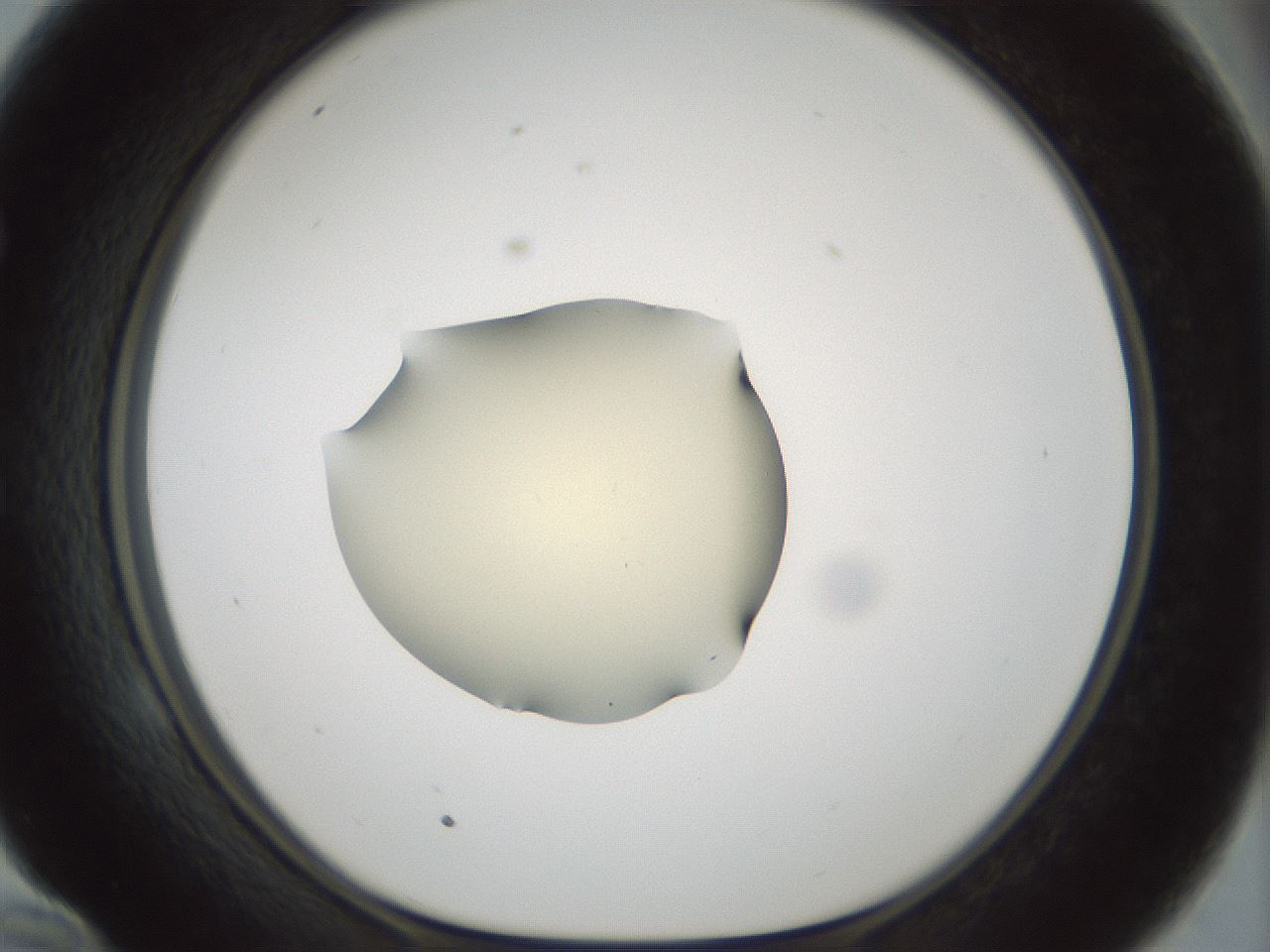 folderID537_plateID1537_batchID6250_wellNum58_profileID1_d1_r99683_ef.jpg