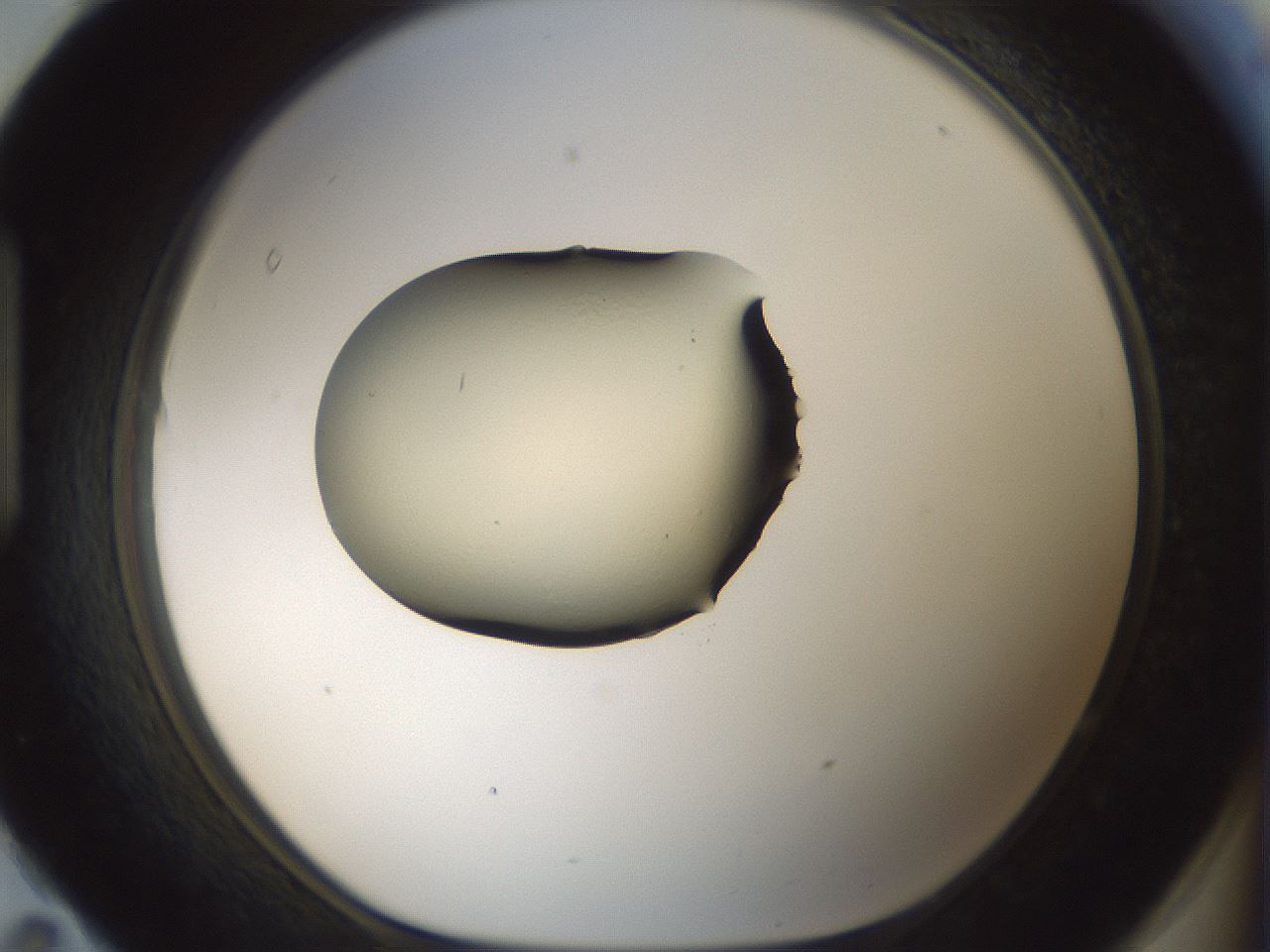 folderID537_plateID1537_batchID6250_wellNum95_profileID1_d1_r99720_ef.jpg