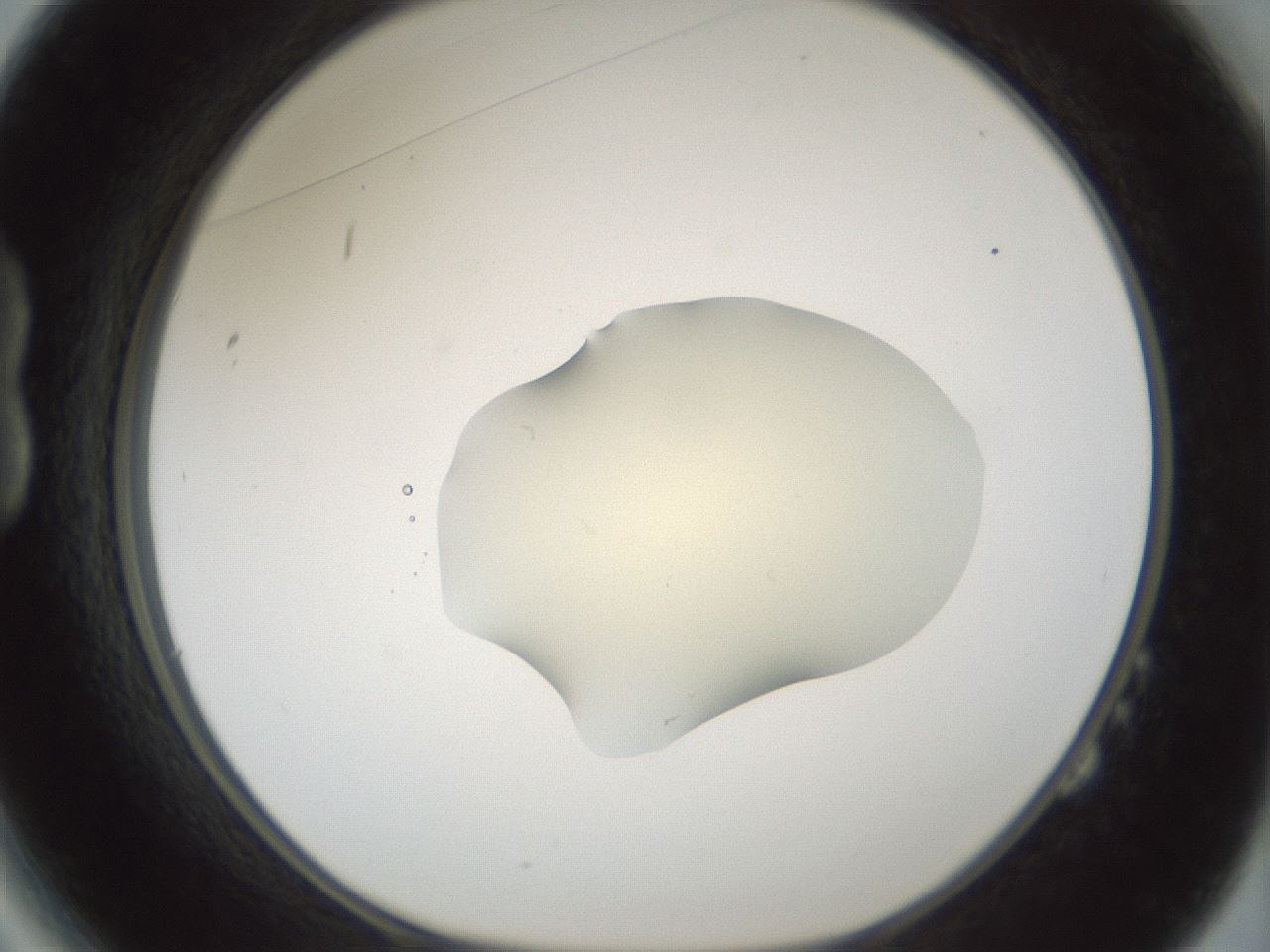folderID538_plateID1538_batchID6245_wellNum14_profileID1_d1_r99255_ef.jpg