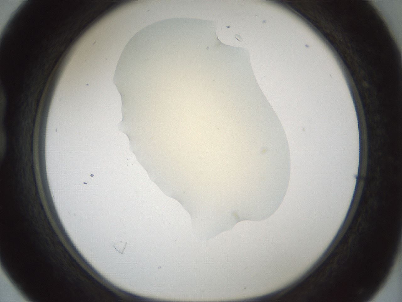 folderID538_plateID1538_batchID6245_wellNum16_profileID1_d1_r99257_ef.jpg