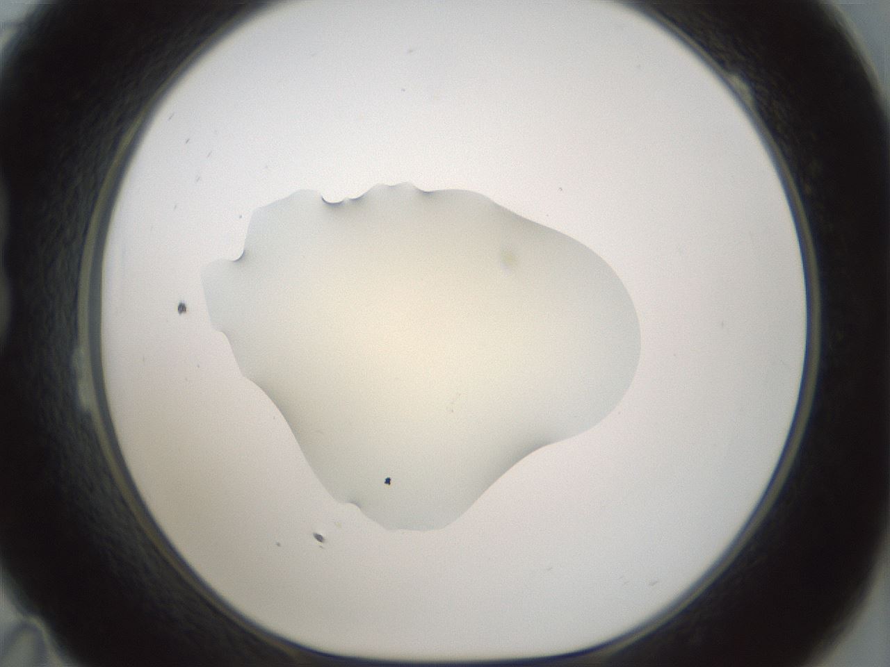 folderID538_plateID1538_batchID6245_wellNum23_profileID1_d1_r99264_ef.jpg