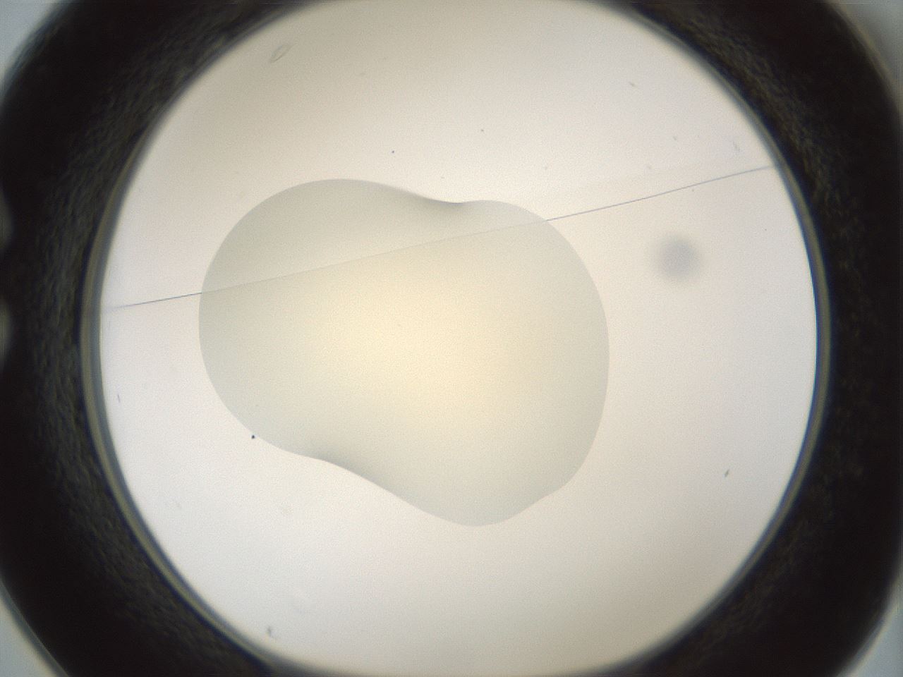 folderID538_plateID1538_batchID6245_wellNum25_profileID1_d1_r99266_ef.jpg