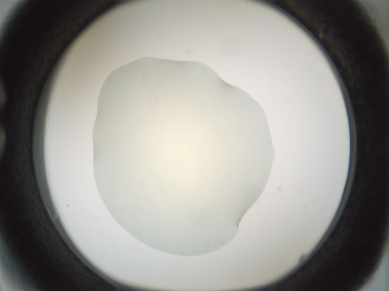 folderID538_plateID1538_batchID6245_wellNum27_profileID1_d1_r99268_ef.jpg
