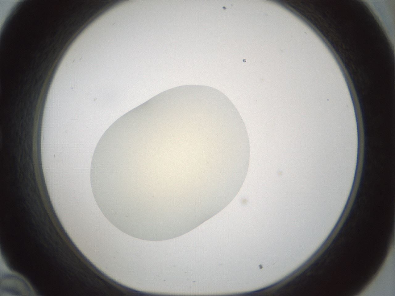 folderID538_plateID1538_batchID6245_wellNum34_profileID1_d1_r99275_ef.jpg