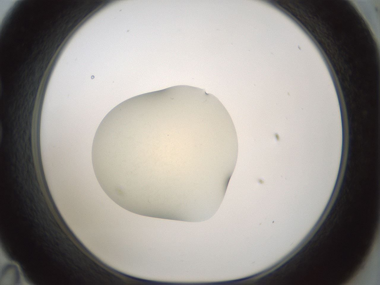 folderID538_plateID1538_batchID6245_wellNum35_profileID1_d1_r99276_ef.jpg