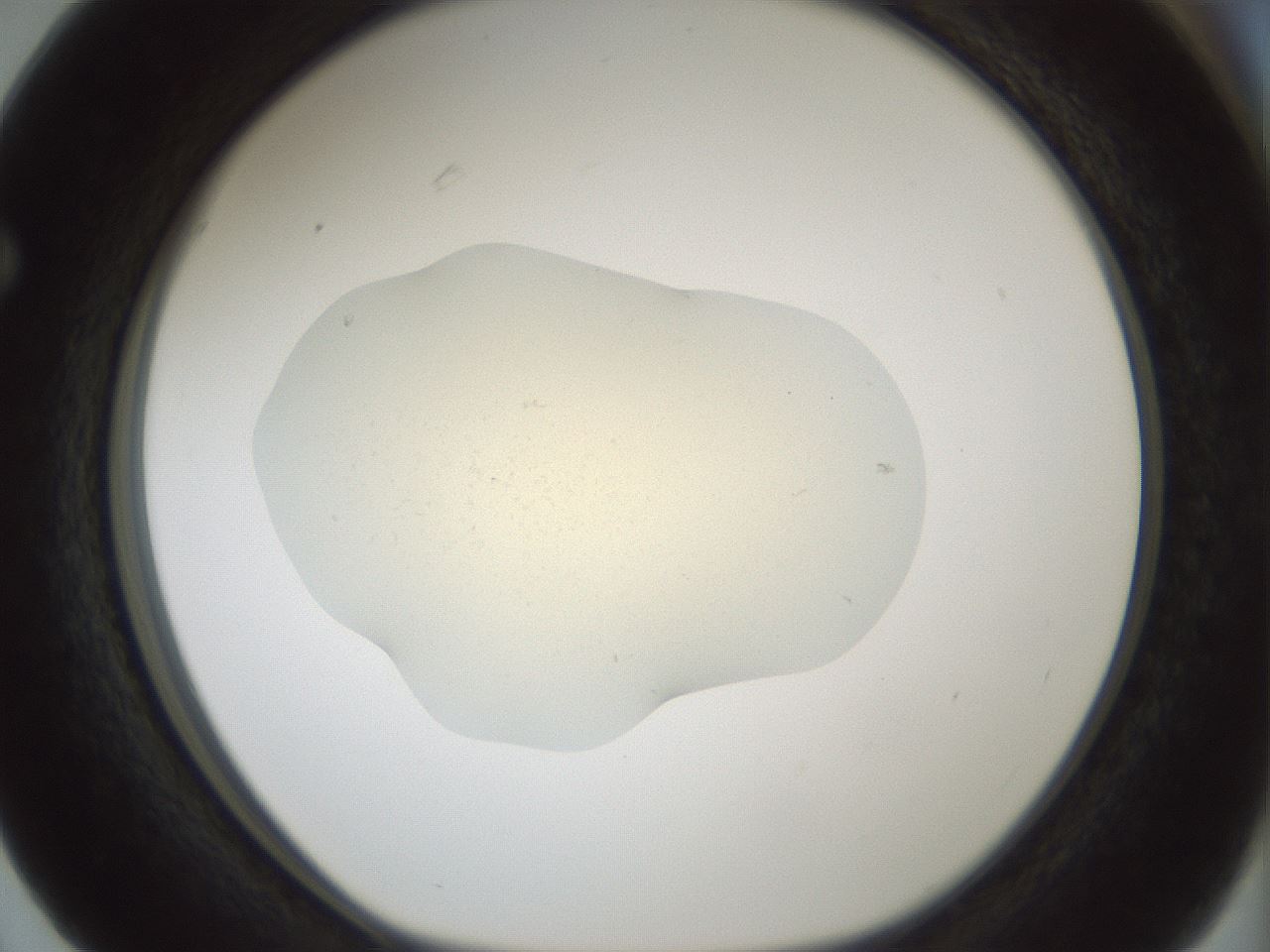 folderID538_plateID1538_batchID6245_wellNum63_profileID1_d1_r99304_ef.jpg