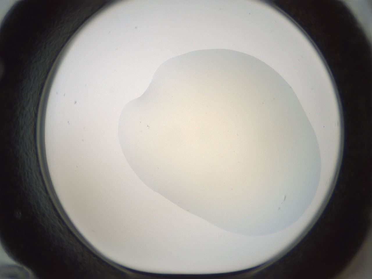 folderID538_plateID1538_batchID6245_wellNum72_profileID1_d1_r99313_ef.jpg