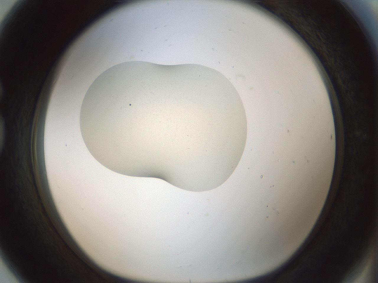 folderID538_plateID1538_batchID6245_wellNum80_profileID1_d1_r99321_ef.jpg