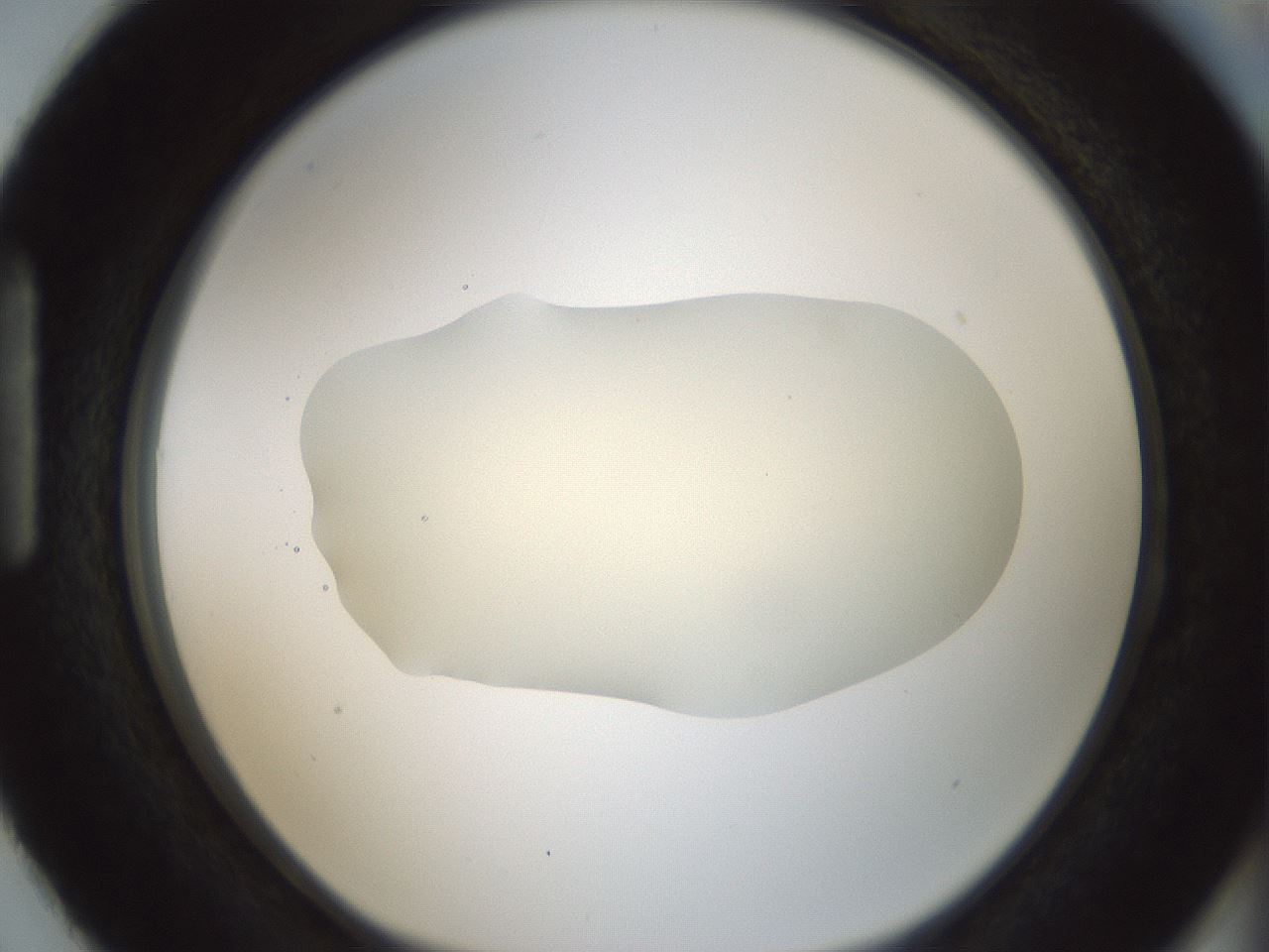 folderID538_plateID1538_batchID6245_wellNum87_profileID1_d1_r99328_ef.jpg