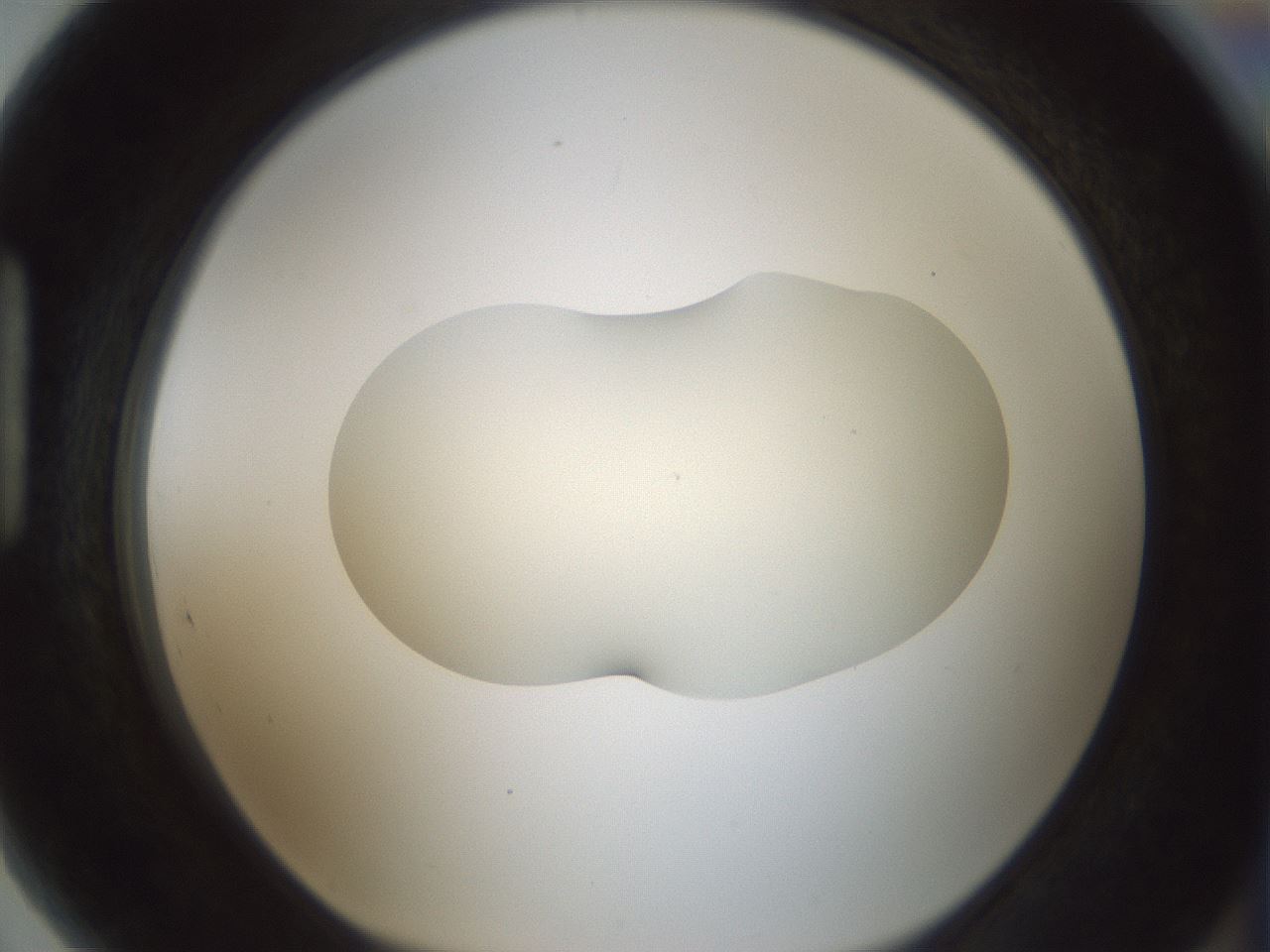 folderID538_plateID1538_batchID6245_wellNum89_profileID1_d1_r99330_ef.jpg
