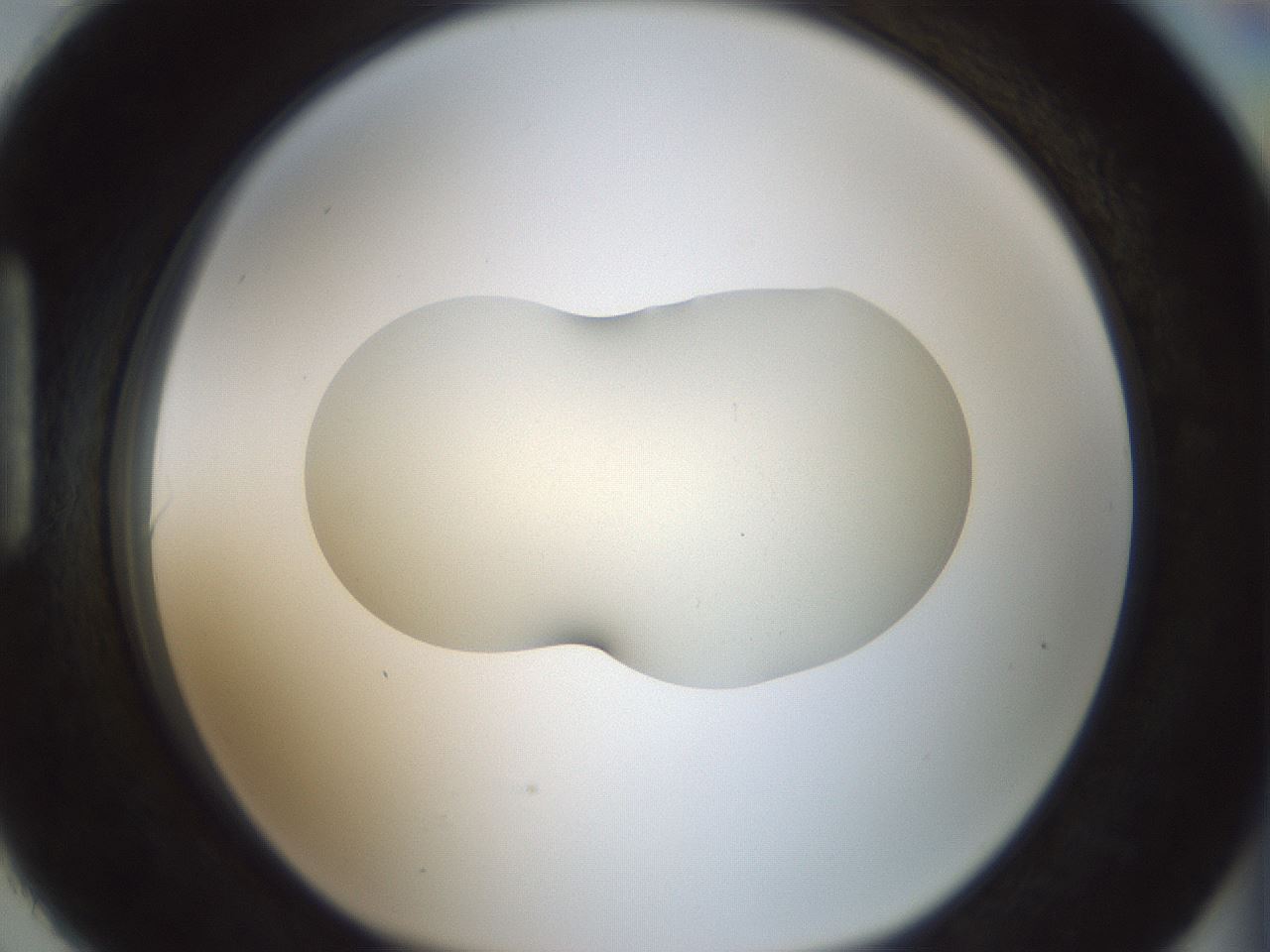folderID538_plateID1538_batchID6245_wellNum90_profileID1_d1_r99331_ef.jpg
