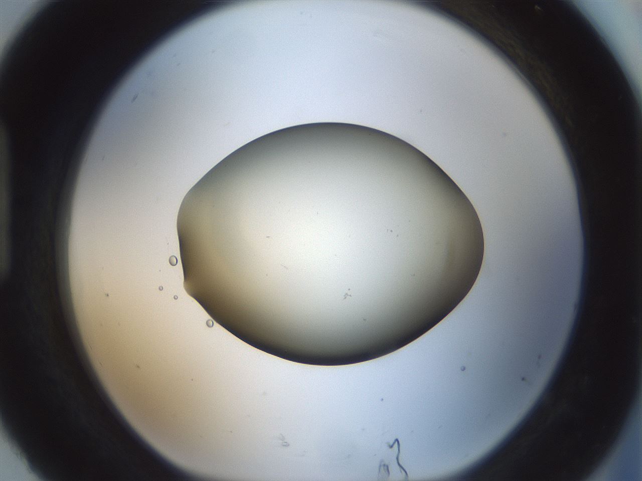 folderID538_plateID1538_batchID6245_wellNum92_profileID1_d1_r99333_ef.jpg