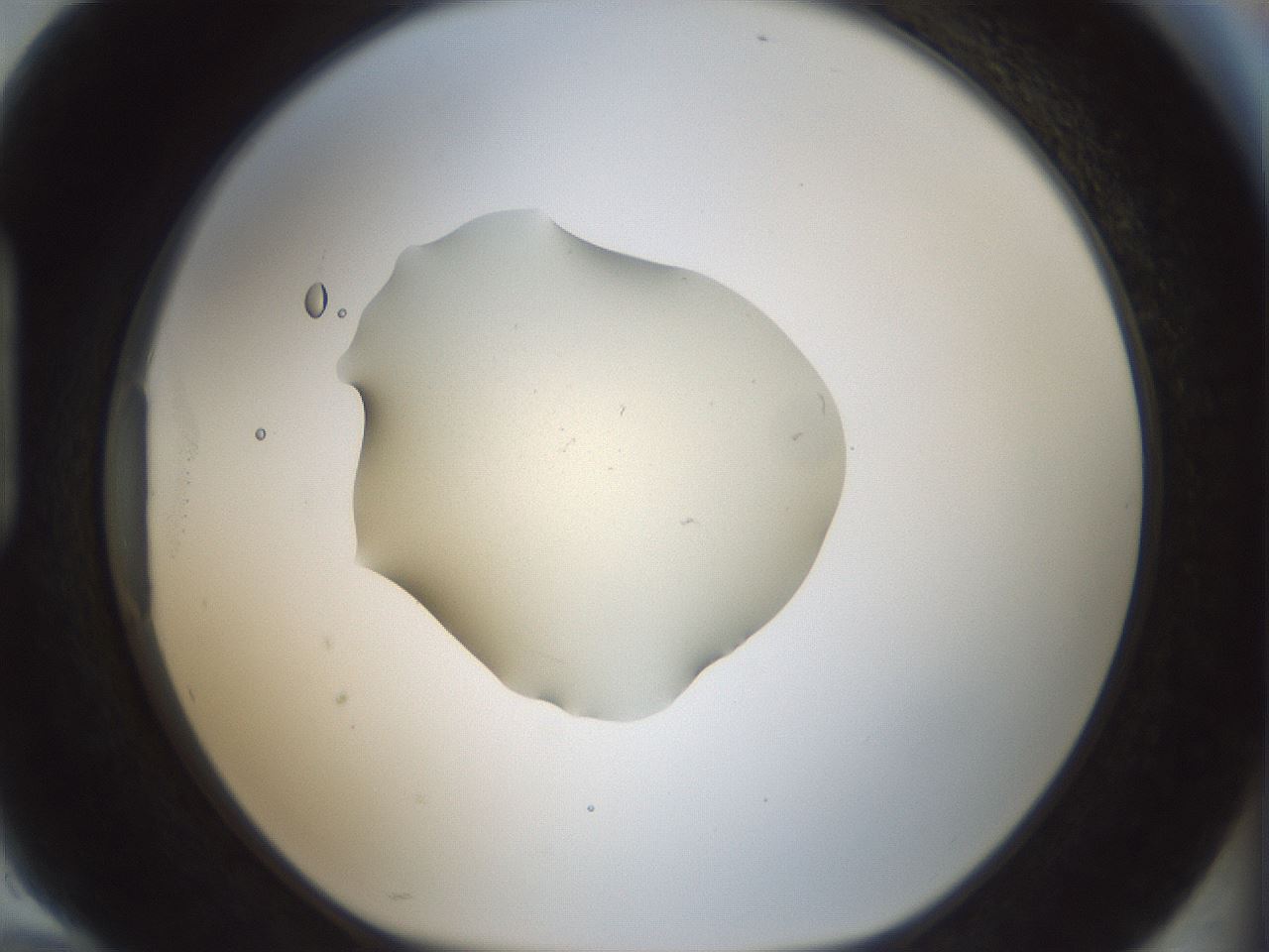 folderID538_plateID1538_batchID6245_wellNum94_profileID1_d1_r99335_ef.jpg