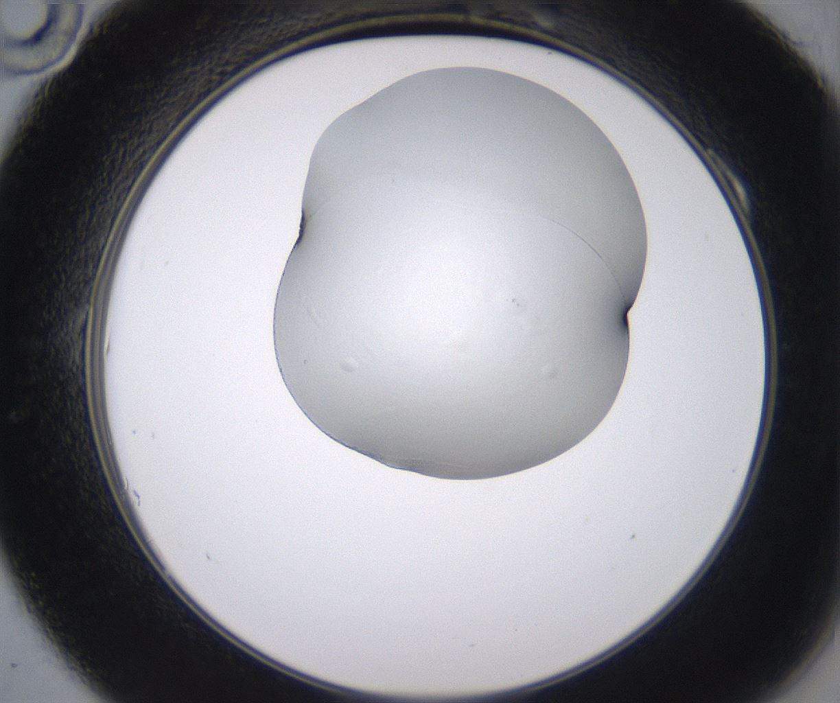 folderID538_plateID2538_batchID12513_wellNum10_profileID1_d2_r193463_ef.jpg