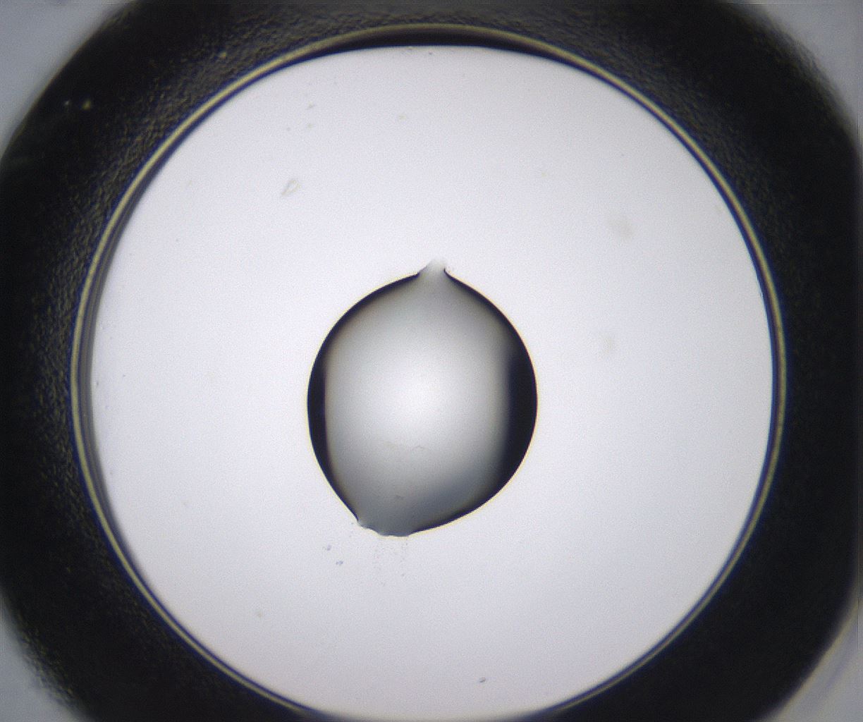 folderID538_plateID2538_batchID12513_wellNum25_profileID1_d2_r193493_ef.jpg