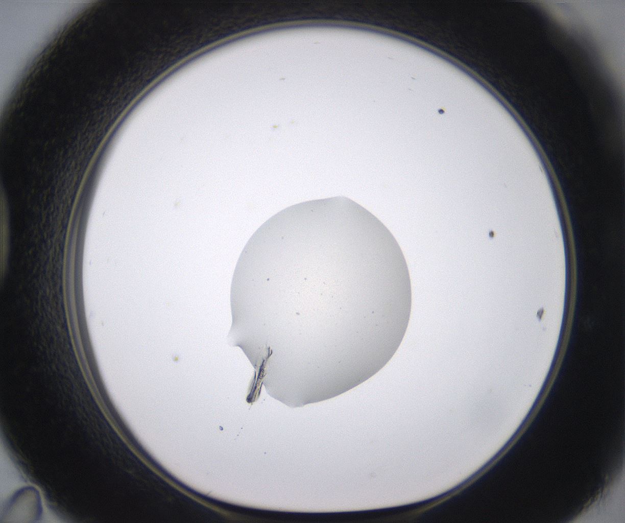 folderID538_plateID2538_batchID12513_wellNum47_profileID1_d1_r193536_ef.jpg
