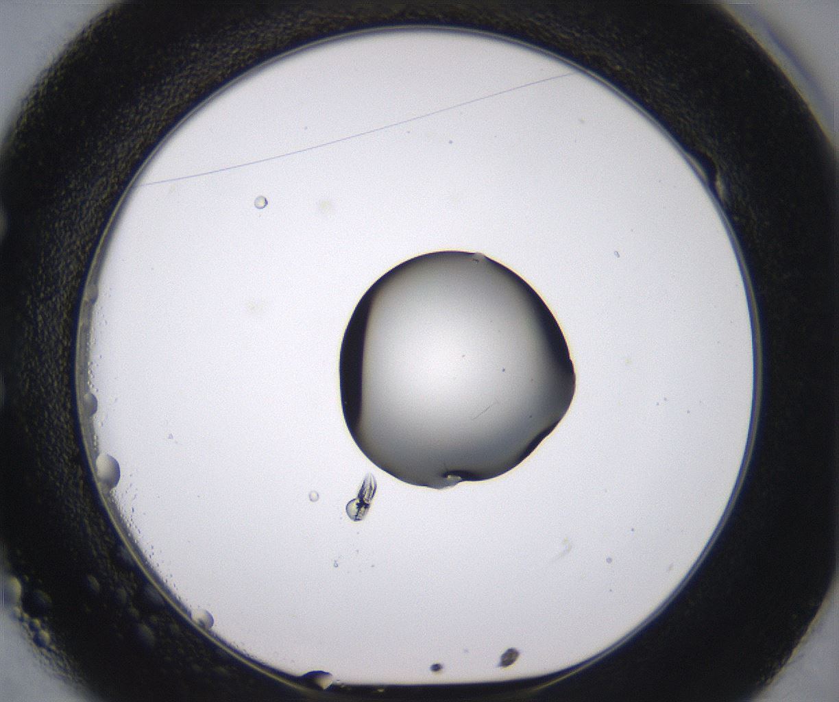 folderID538_plateID2538_batchID12513_wellNum49_profileID1_d1_r193540_ef.jpg