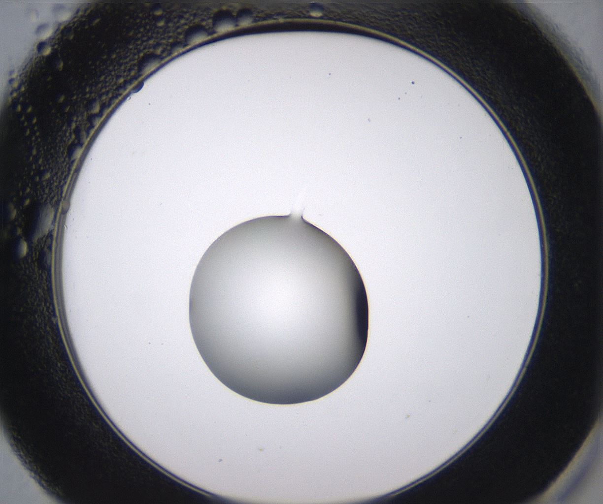 folderID538_plateID2538_batchID12513_wellNum49_profileID1_d2_r193541_ef.jpg