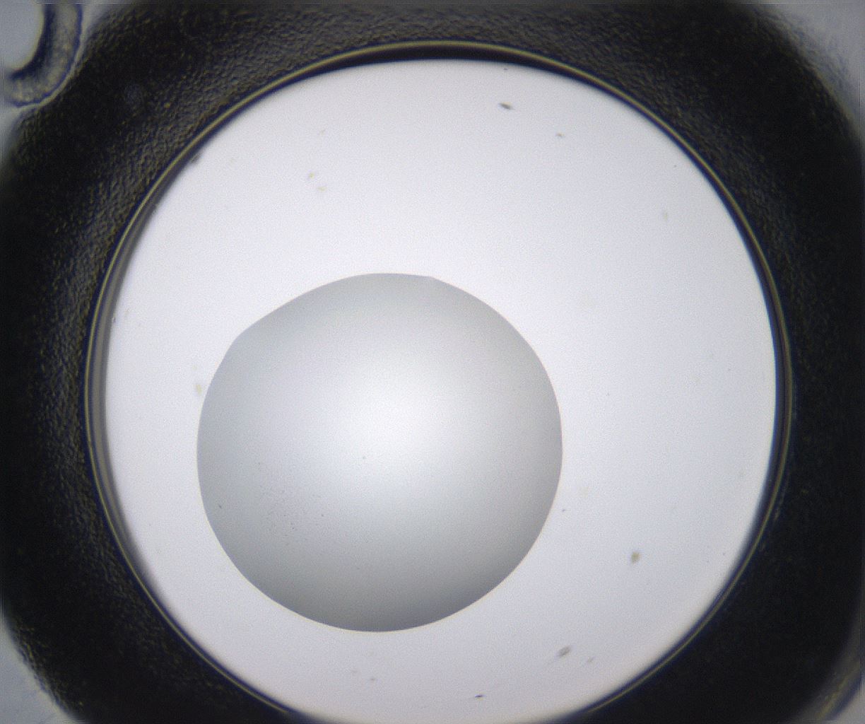 folderID538_plateID2538_batchID12513_wellNum70_profileID1_d2_r193583_ef.jpg