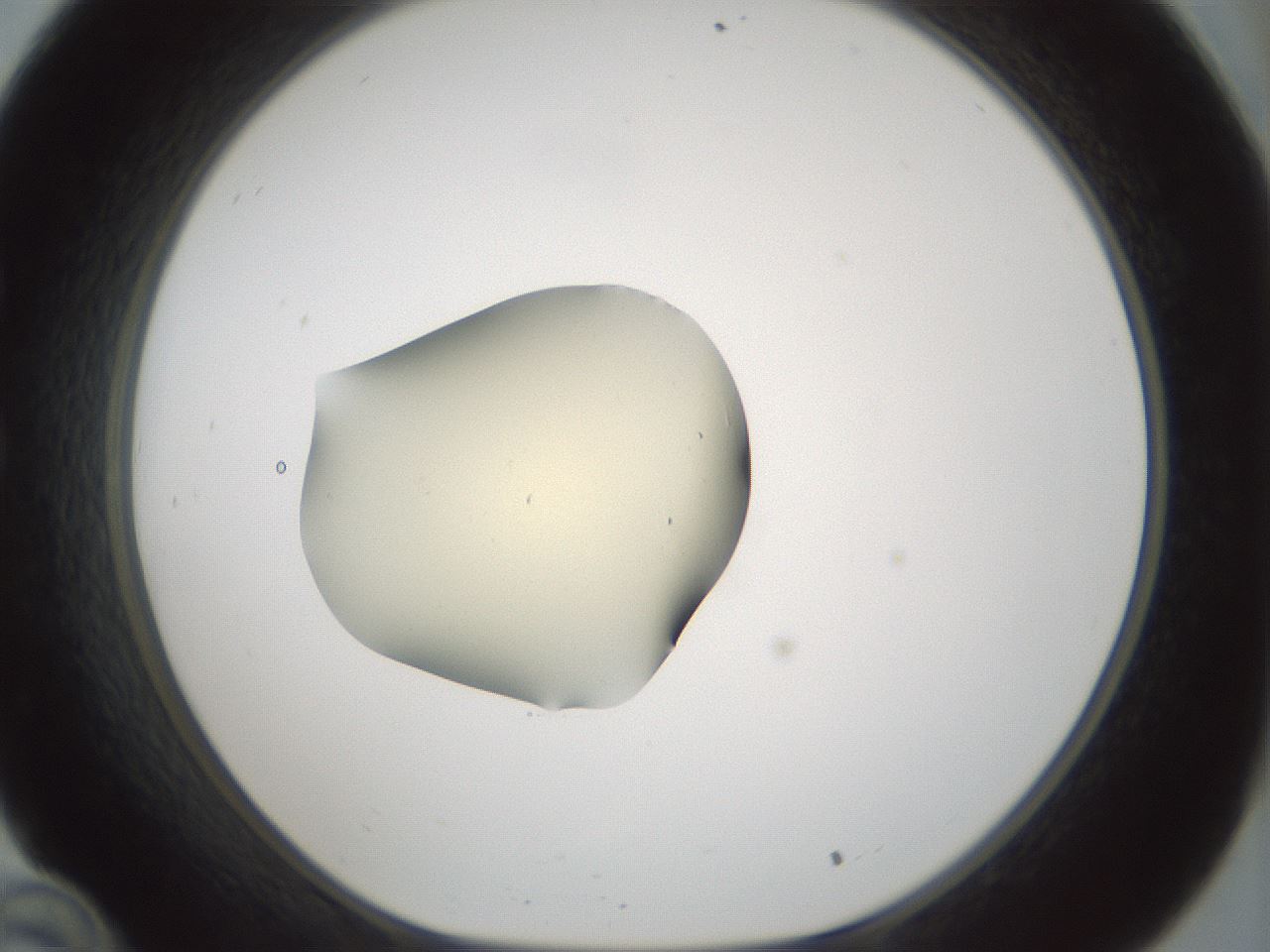 folderID539_plateID1539_batchID6244_wellNum34_profileID1_d1_r99179_ef.jpg