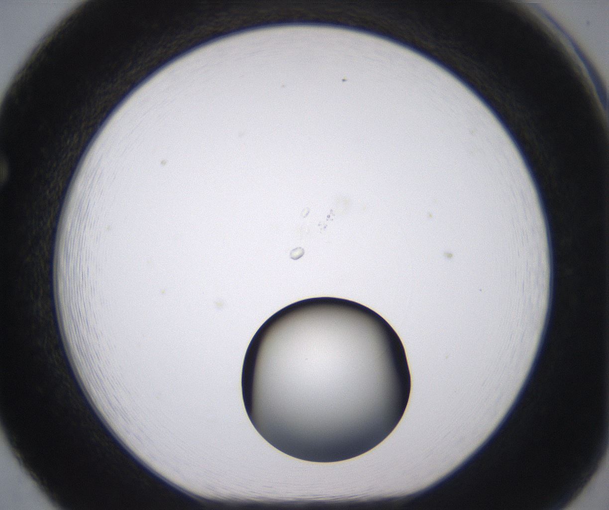 folderID538_plateID2538_batchID12513_wellNum65_profileID1_d1_r193572_ef.jpg