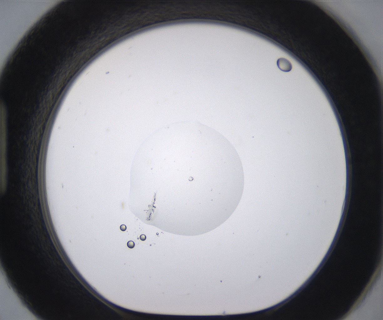 folderID538_plateID2538_batchID12513_wellNum93_profileID1_d1_r193628_ef.jpg