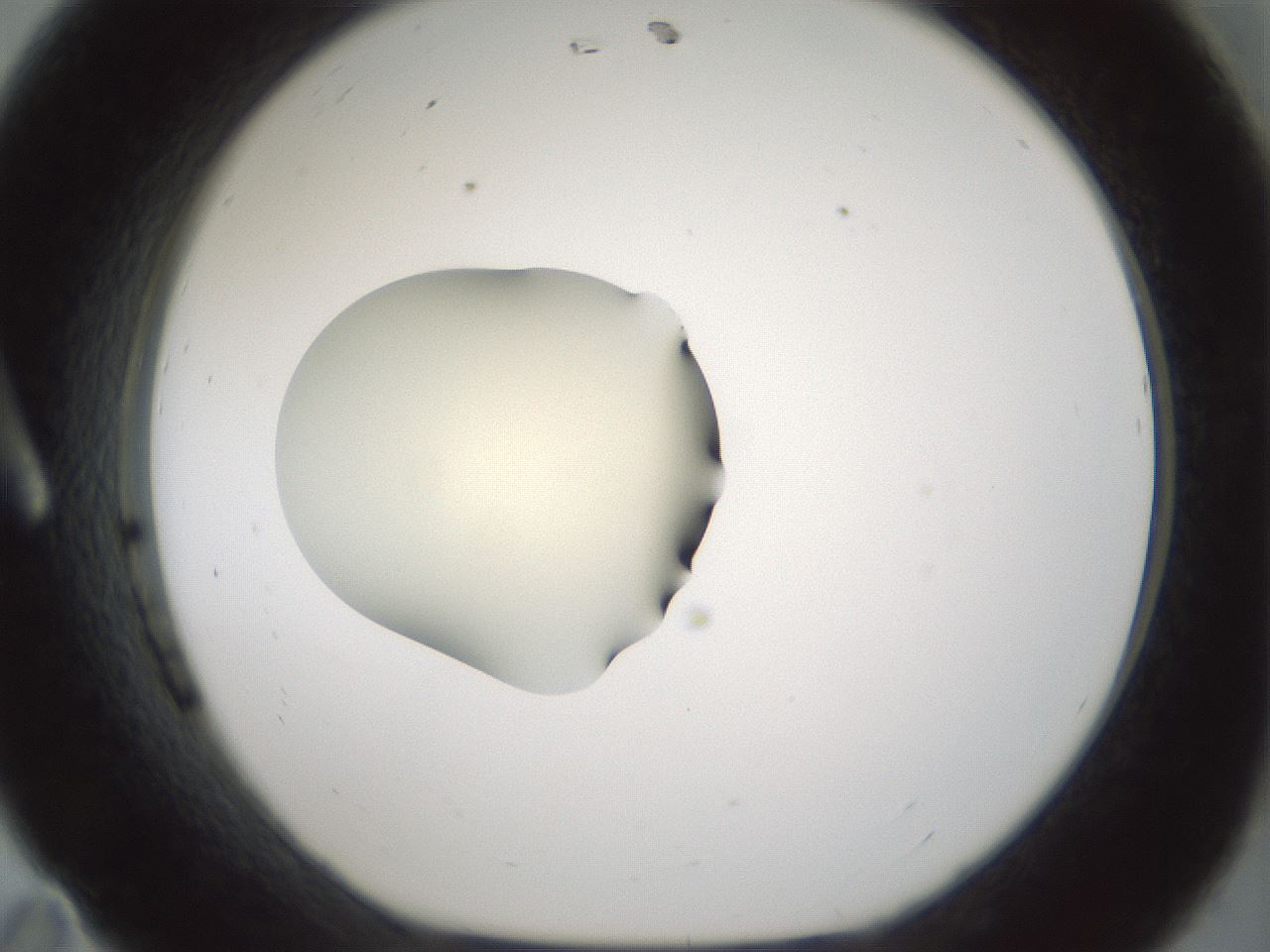 folderID539_plateID1539_batchID6244_wellNum11_profileID1_d1_r99156_ef.jpg