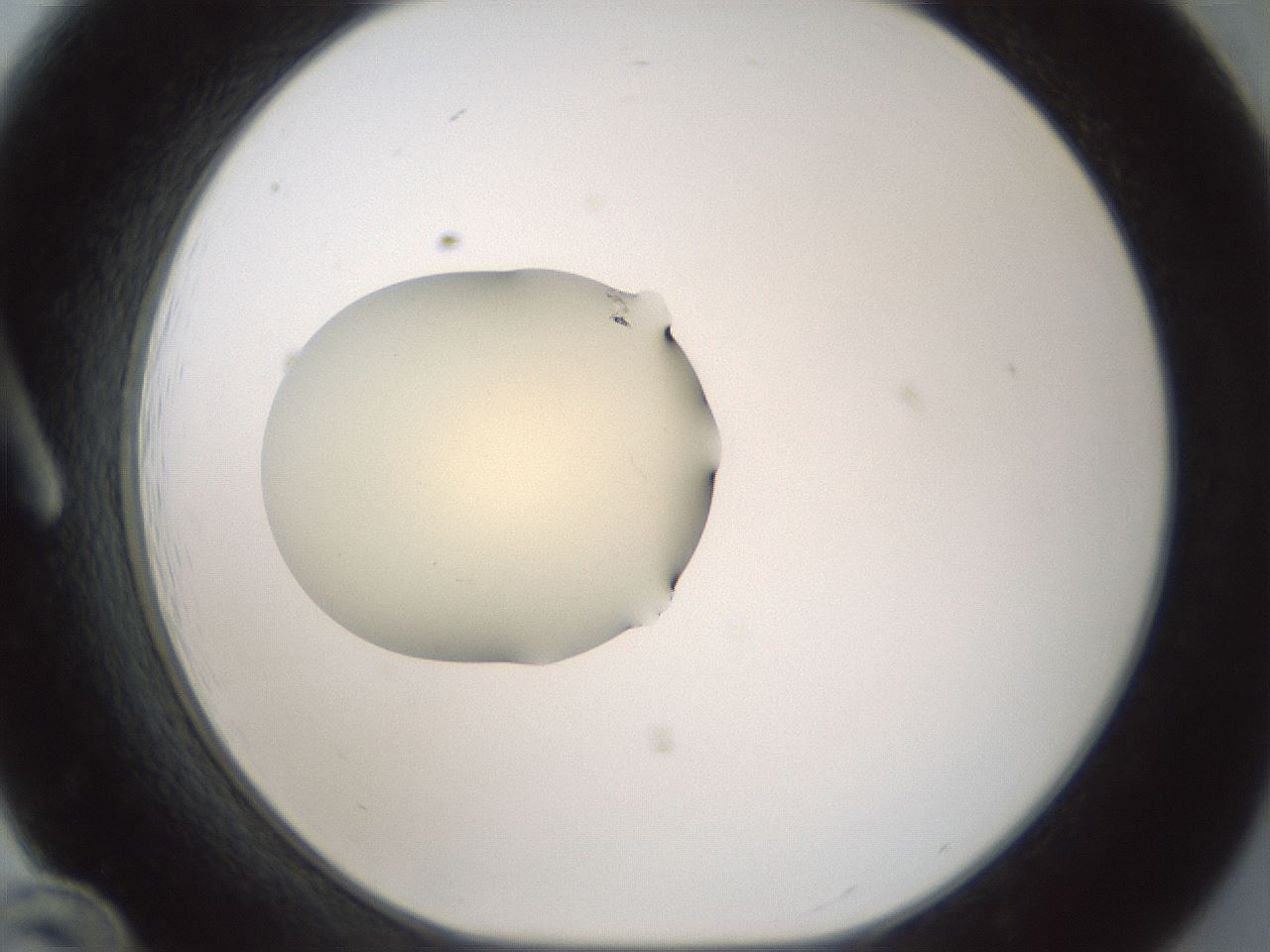 folderID539_plateID1539_batchID6244_wellNum12_profileID1_d1_r99157_ef.jpg