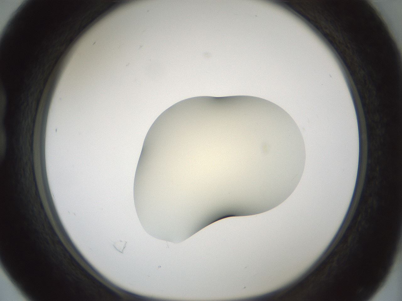 folderID539_plateID1539_batchID6244_wellNum16_profileID1_d1_r99161_ef.jpg