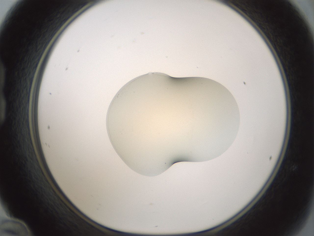 folderID539_plateID1539_batchID6244_wellNum24_profileID1_d1_r99169_ef.jpg