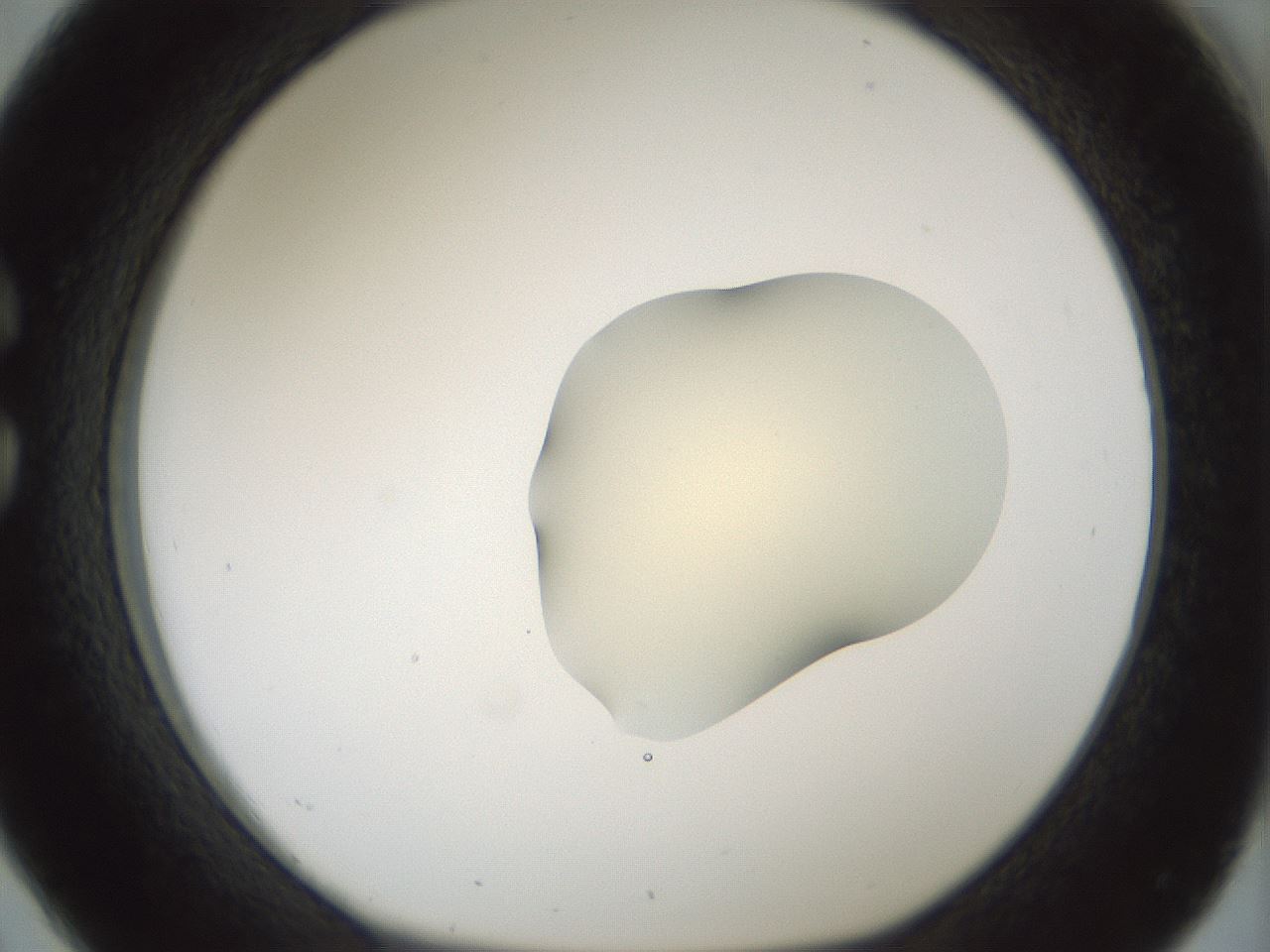 folderID539_plateID1539_batchID6244_wellNum26_profileID1_d1_r99171_ef.jpg