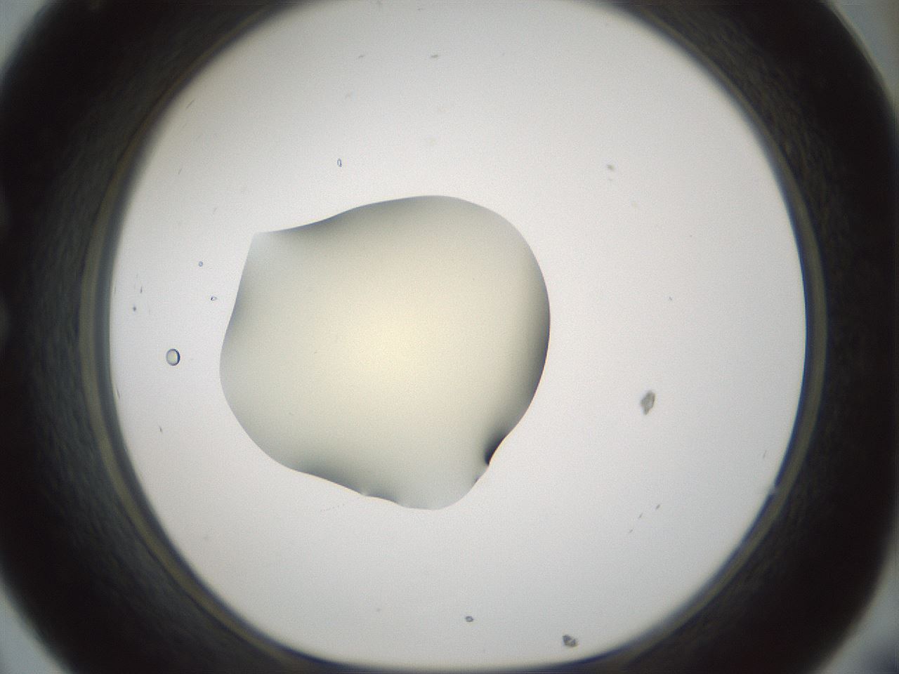 folderID539_plateID1539_batchID6244_wellNum32_profileID1_d1_r99177_ef.jpg