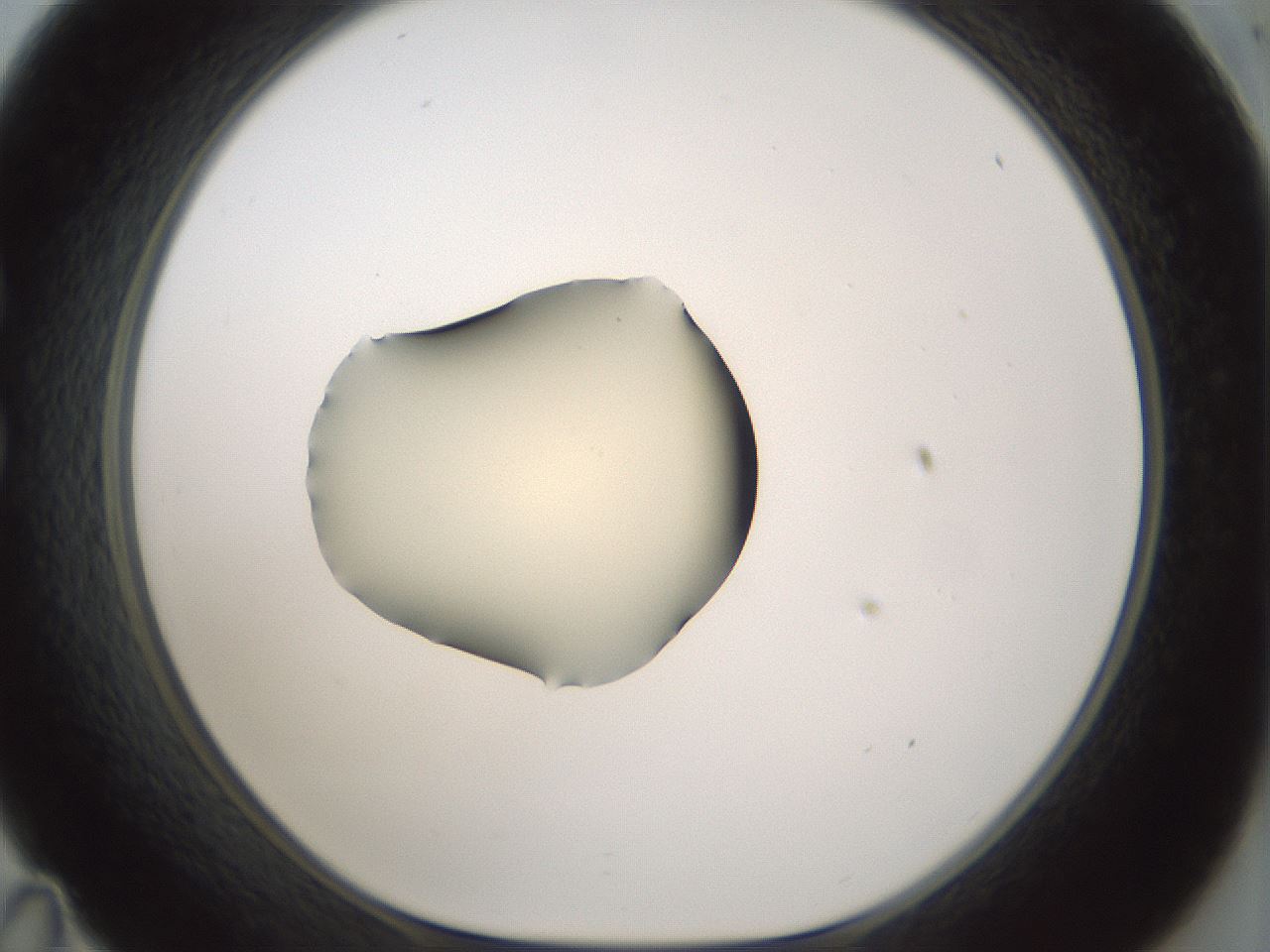 folderID539_plateID1539_batchID6244_wellNum35_profileID1_d1_r99180_ef.jpg