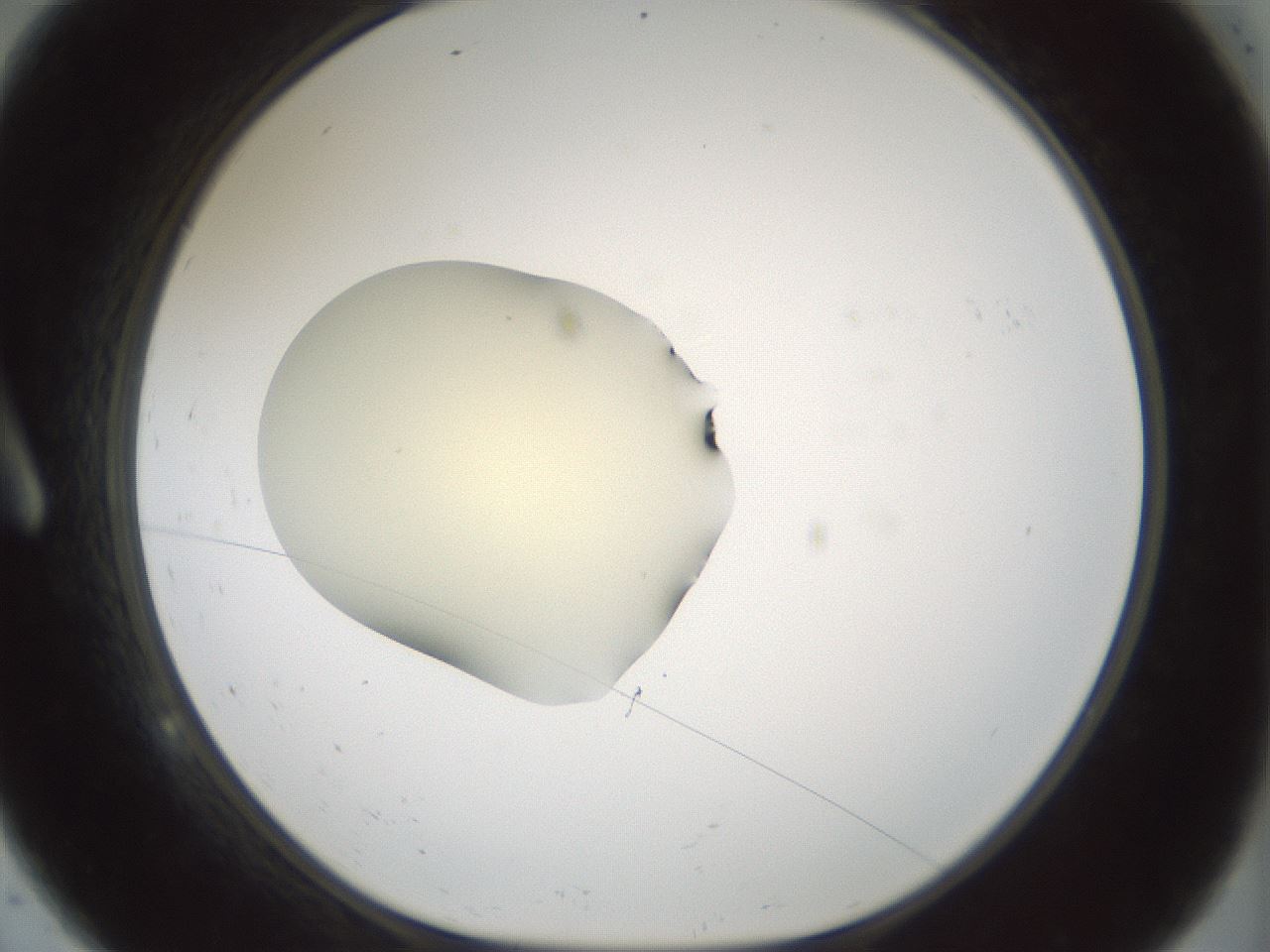 folderID539_plateID1539_batchID6244_wellNum9_profileID1_d1_r99154_ef.jpg