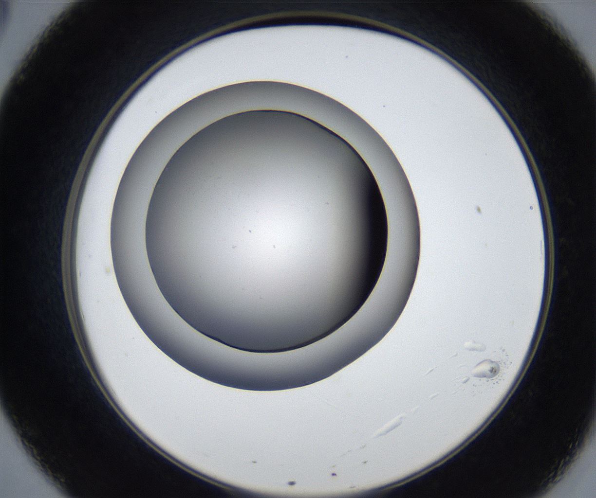 folderID539_plateID2539_batchID12509_wellNum20_profileID1_d2_r192907_ef.jpg