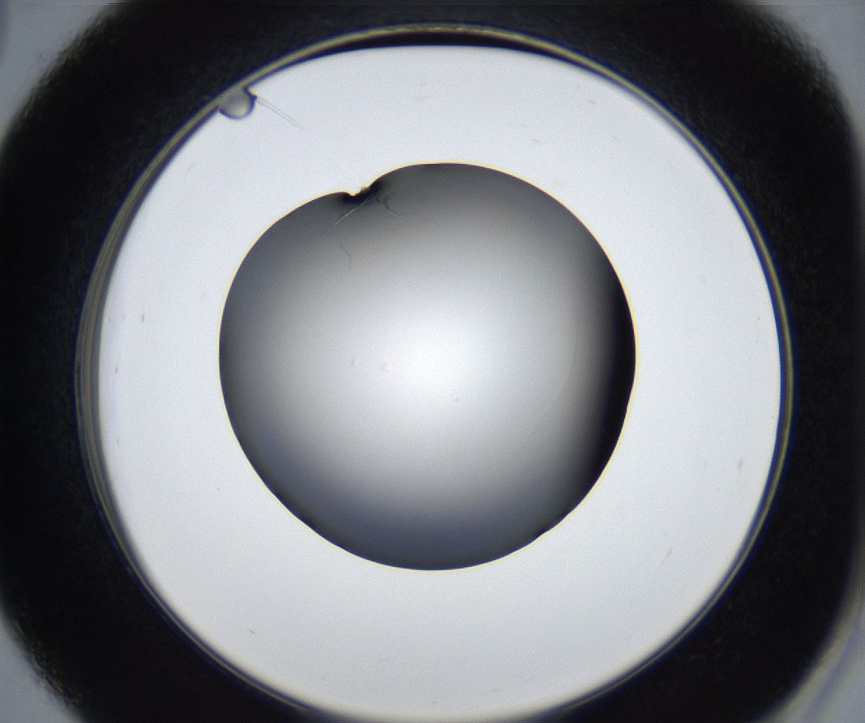 folderID539_plateID2539_batchID12509_wellNum39_profileID1_d2_r192945_ef.jpg
