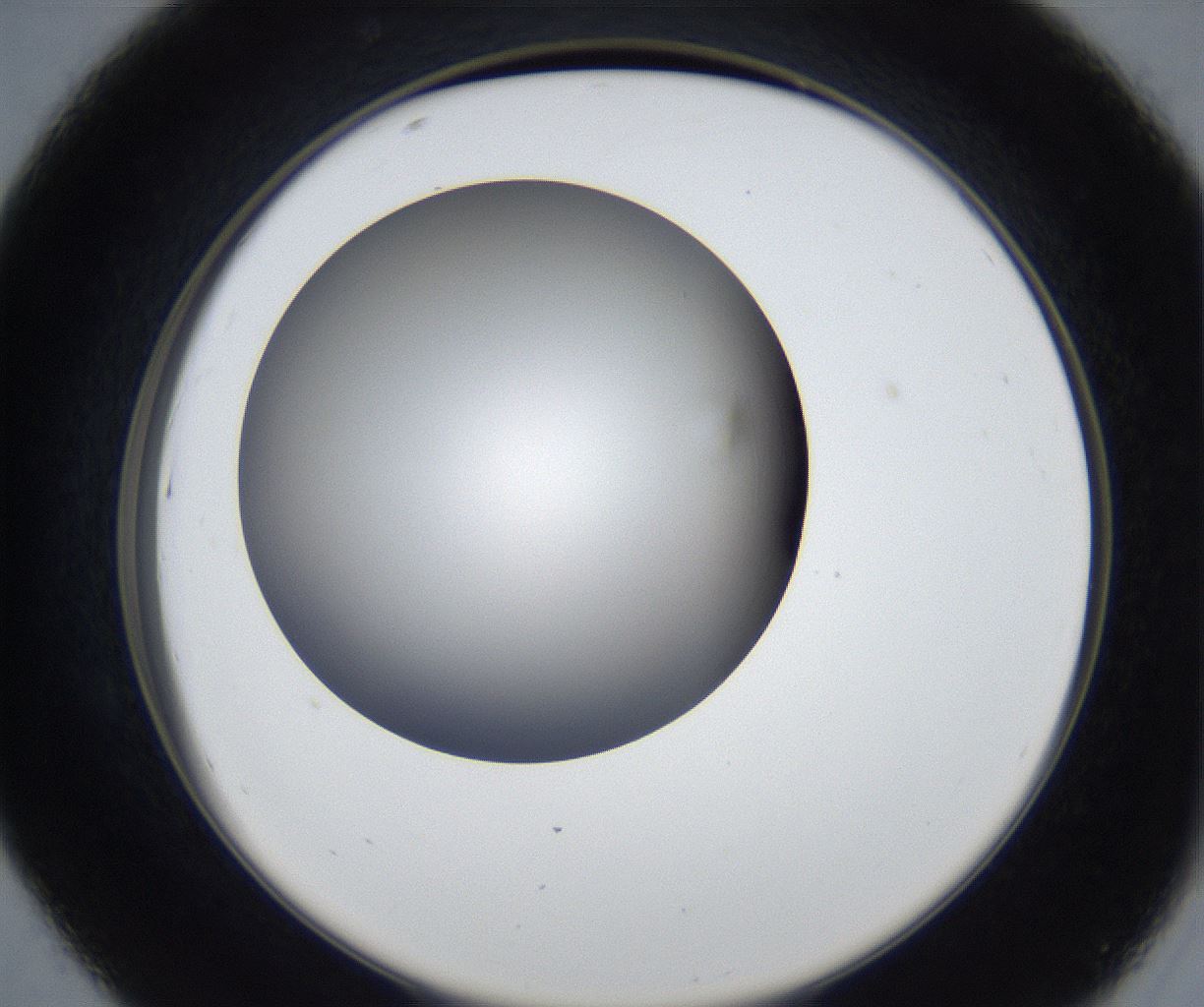 folderID539_plateID2539_batchID12509_wellNum43_profileID1_d2_r192953_ef.jpg