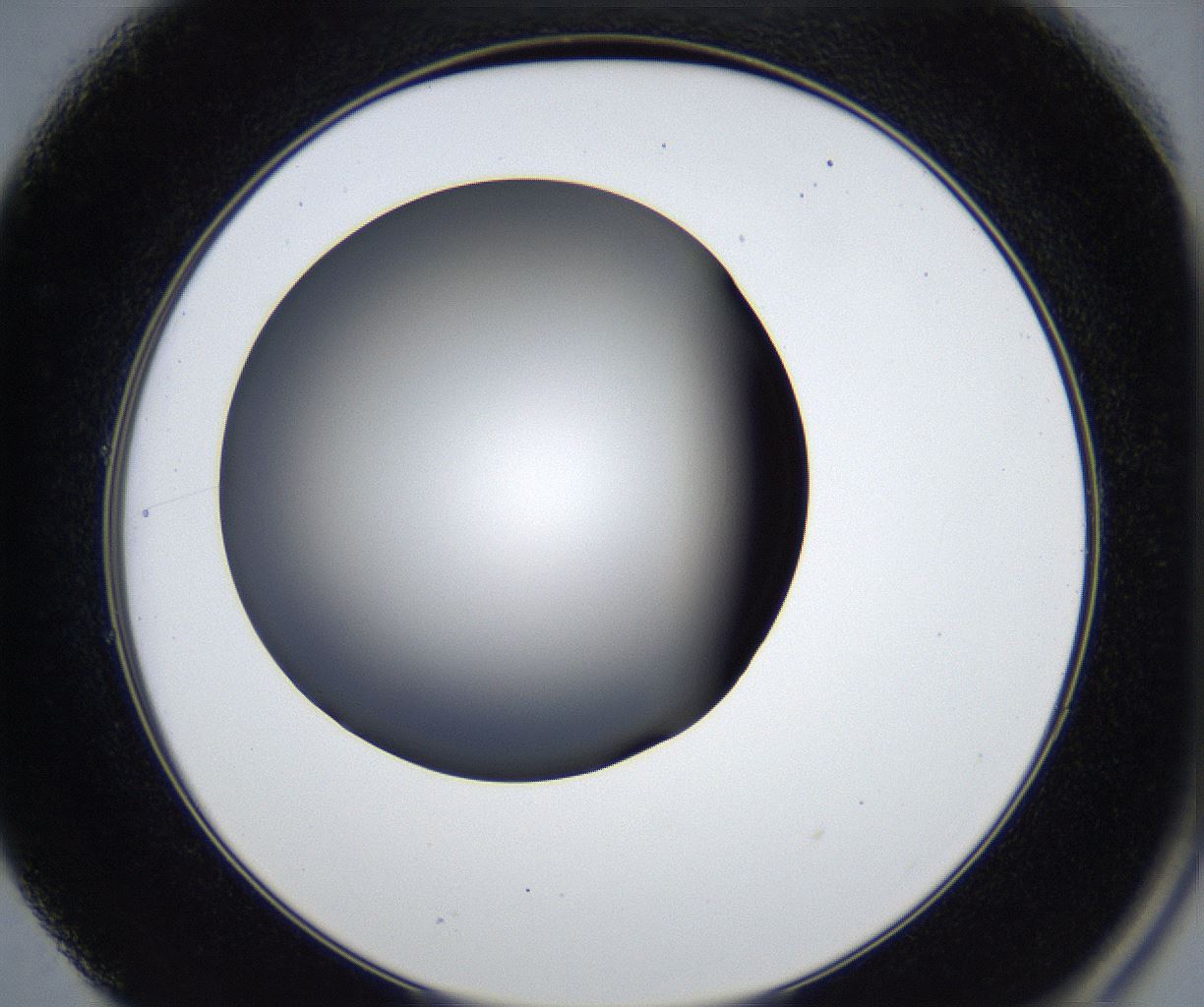 folderID539_plateID2539_batchID12509_wellNum49_profileID1_d2_r192965_ef.jpg