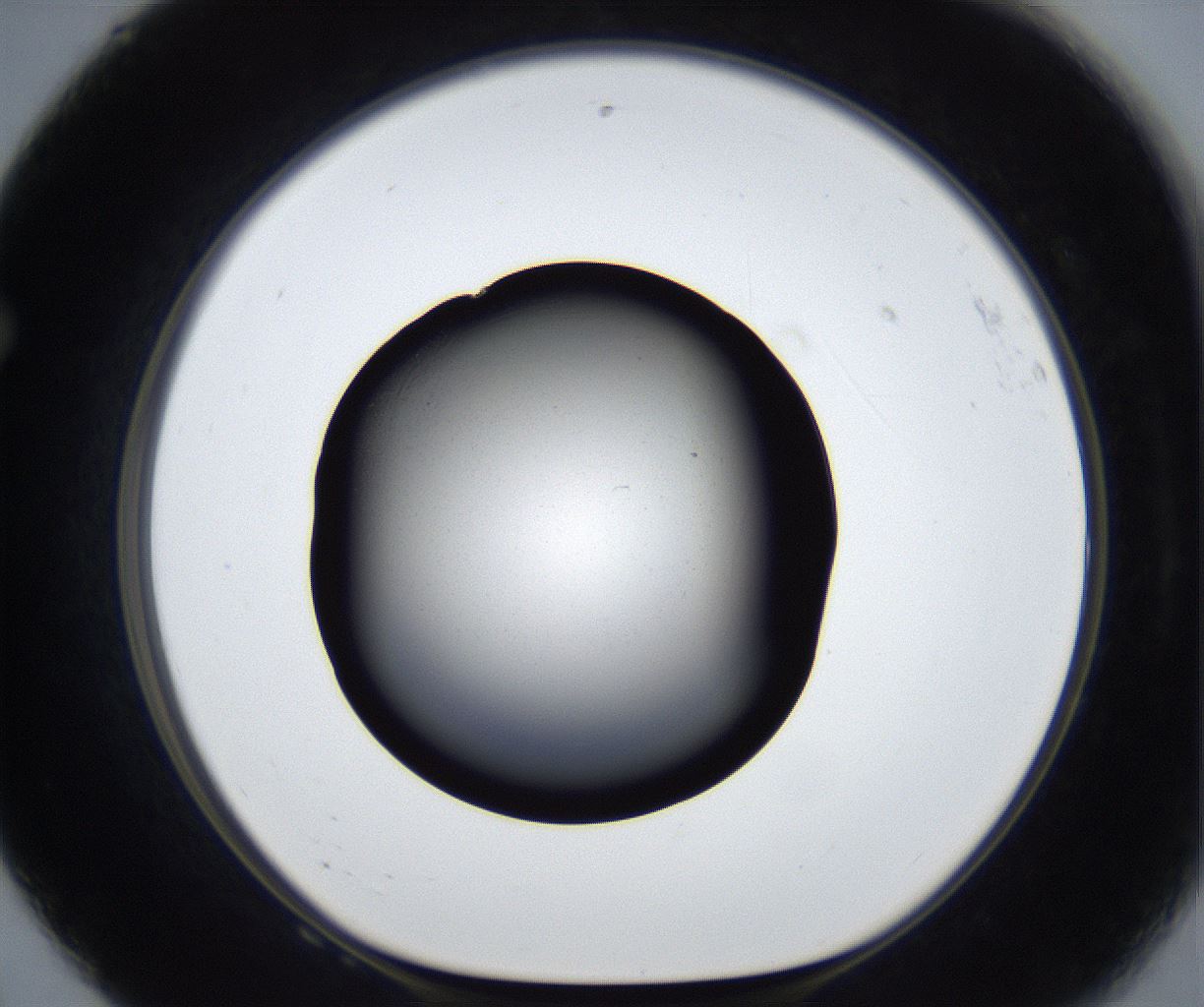 folderID539_plateID2539_batchID12509_wellNum68_profileID1_d1_r193002_ef.jpg